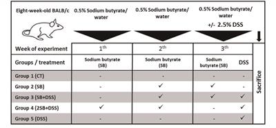 Butyrate Treatment of DSS-Induced Ulcerative Colitis Affects the Hepatic Drug Metabolism in Mice